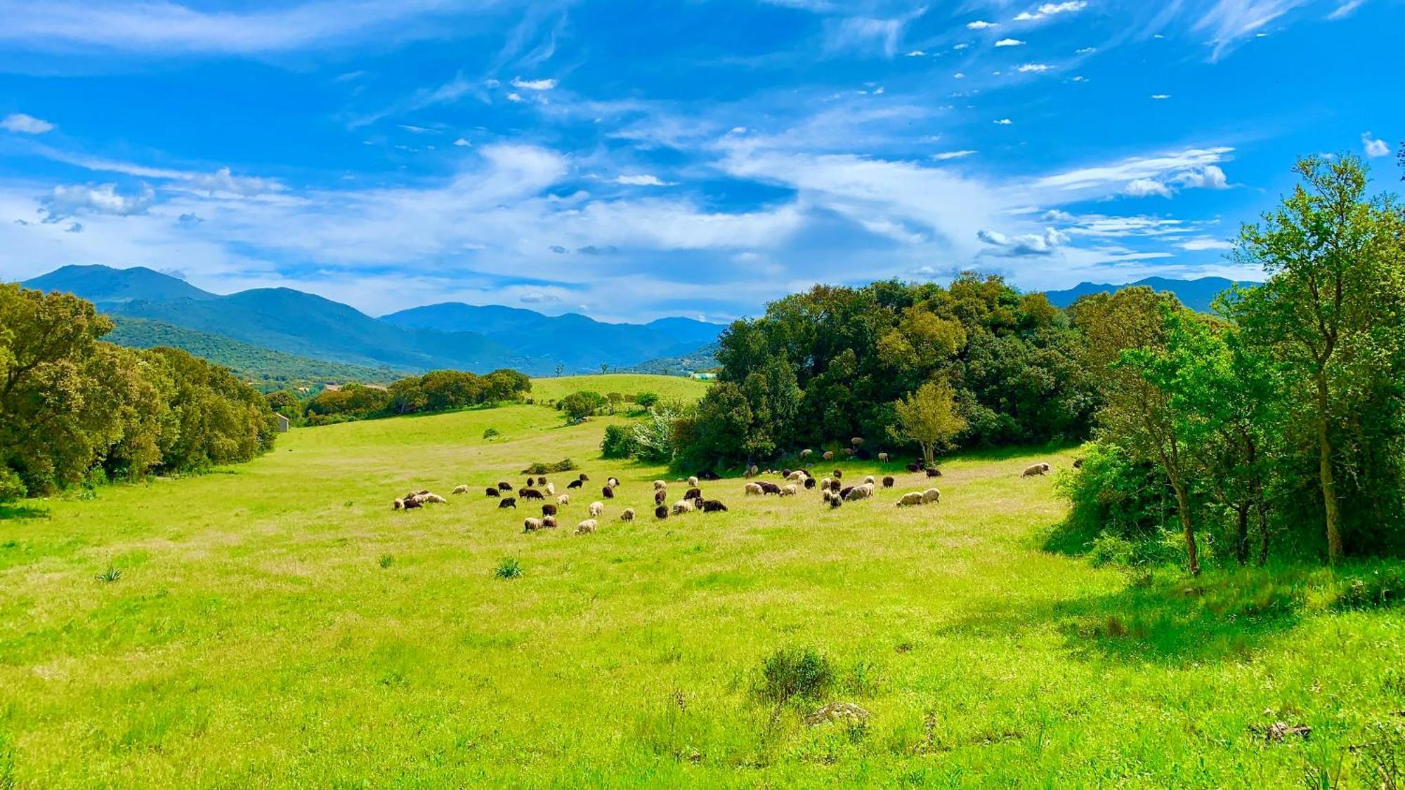 L'Aravone Lodge Sartène Εξωτερικό φωτογραφία